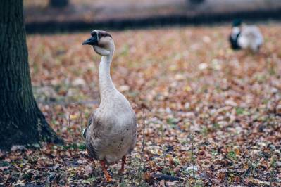Najlepsza gęsina na świętego Marcina 